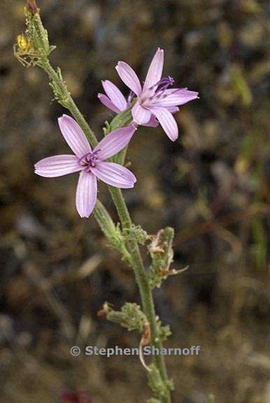 stephanomeria virgata 1 graphic